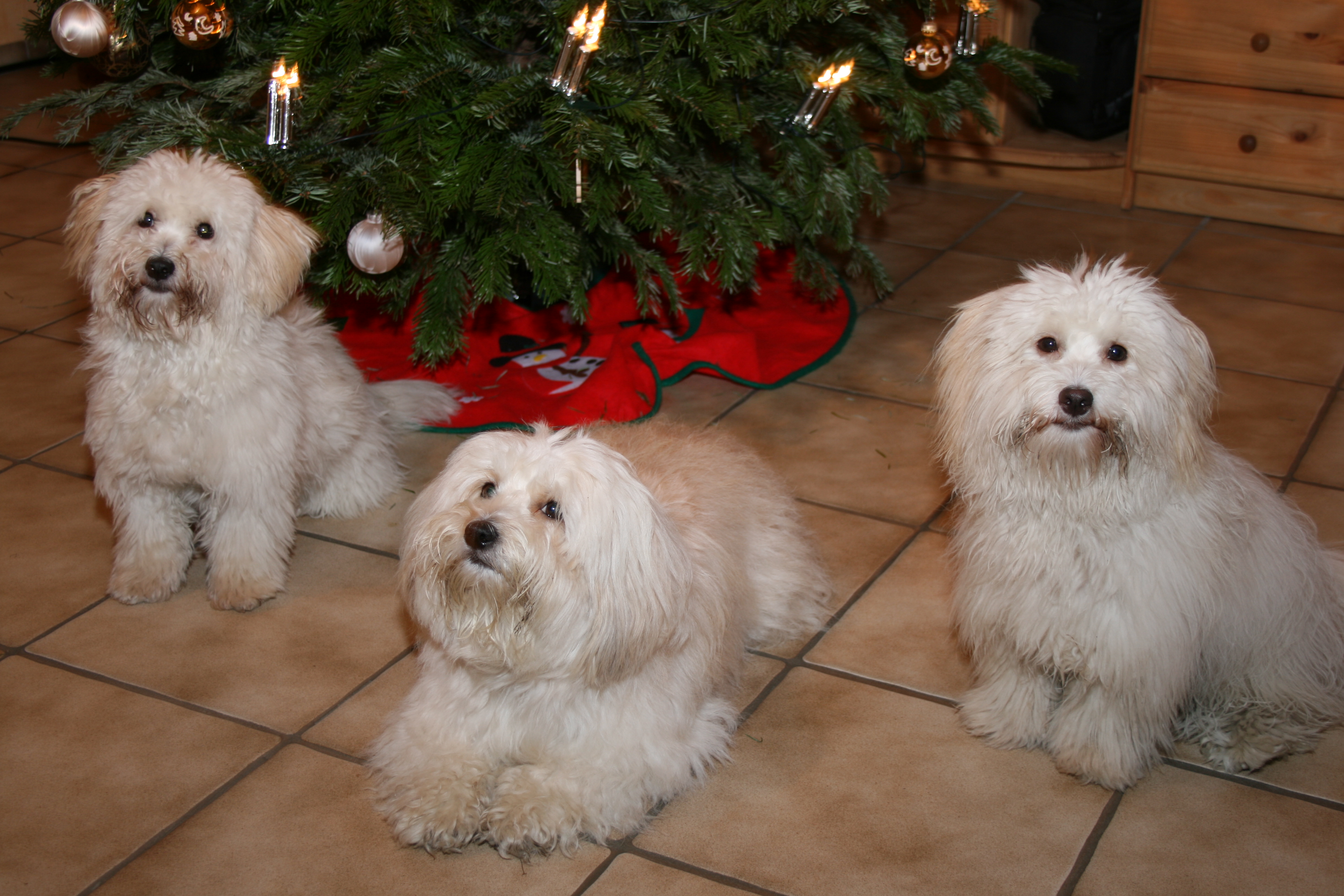 [Bild mit Elfi und Maja]