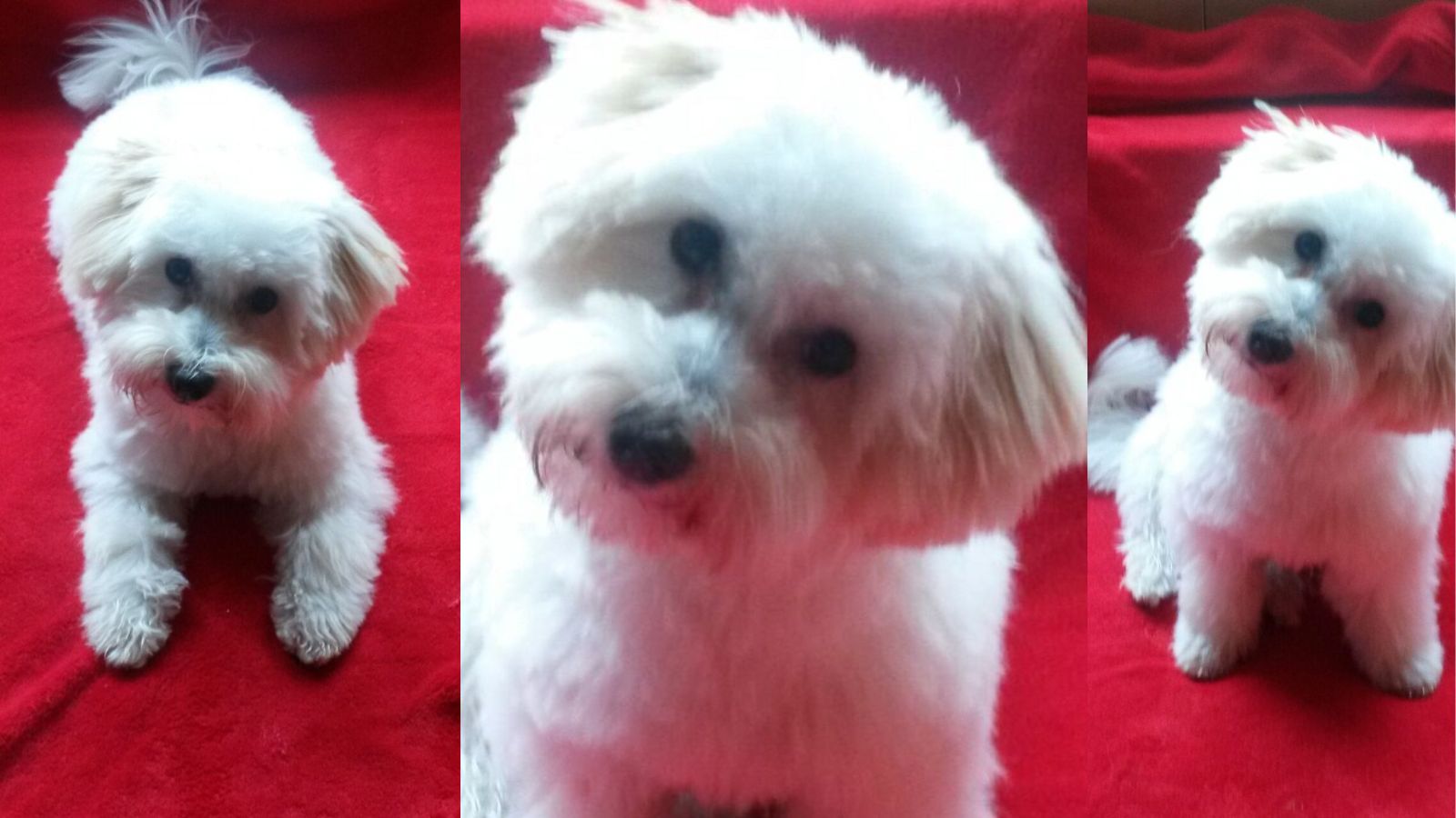 [Historisches Bild 5]